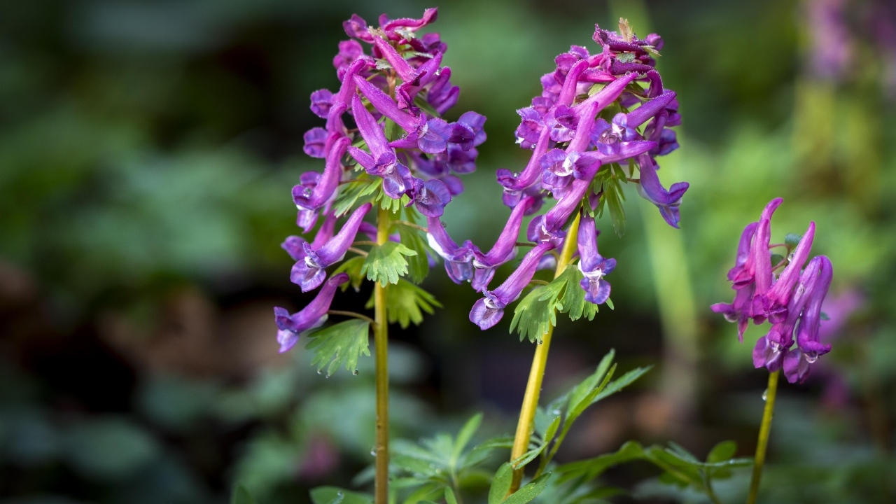 Первые весенние лесные цветы