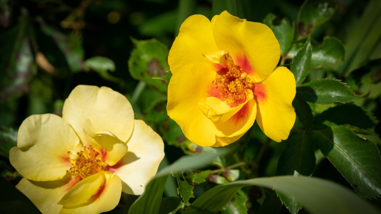 Две желтые парковые розы крупным планом