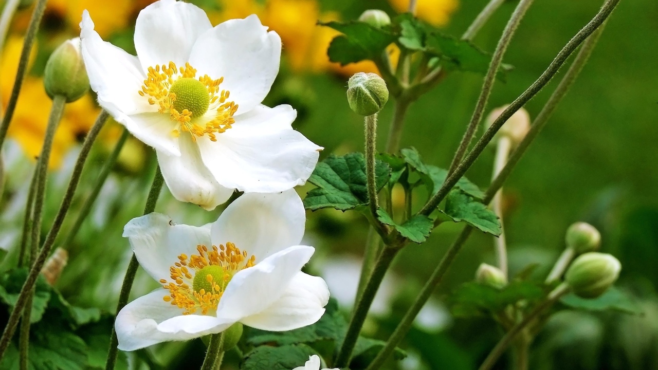 Белые цветы анемоны с бутонами крупным планом