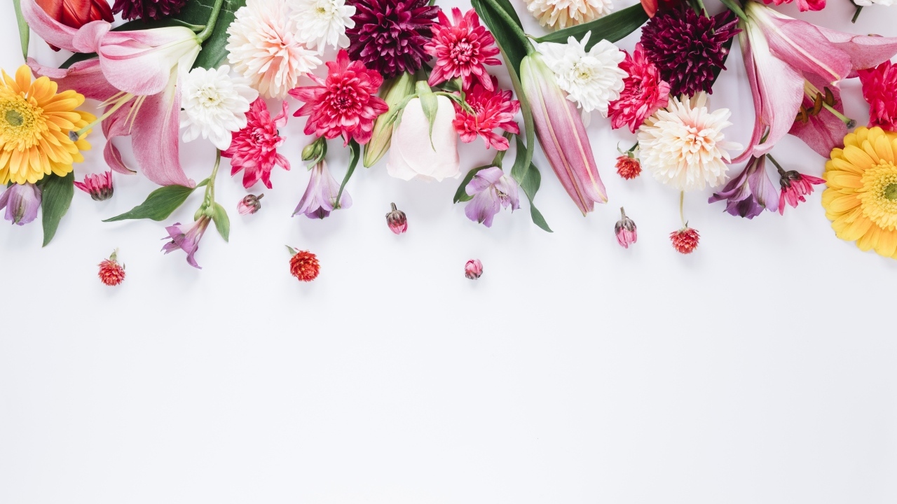 Белый фон со свежими разноцветными цветами