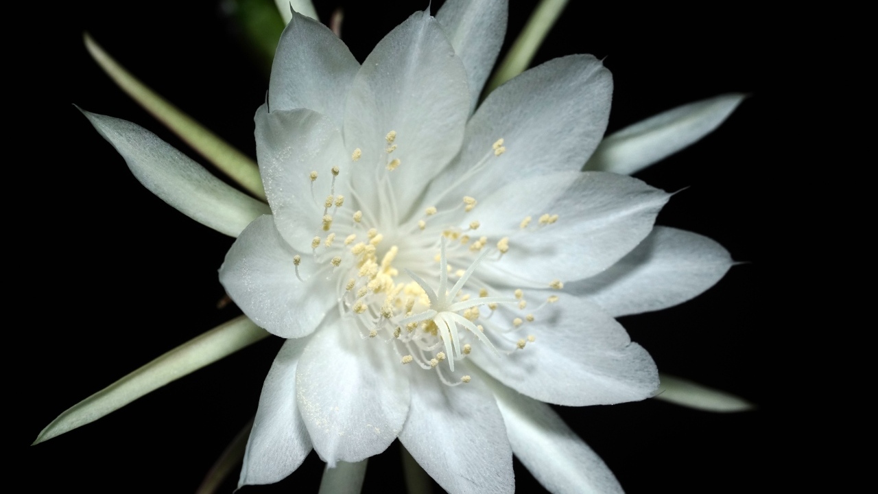 Белый цветок кактуса на черном фоне