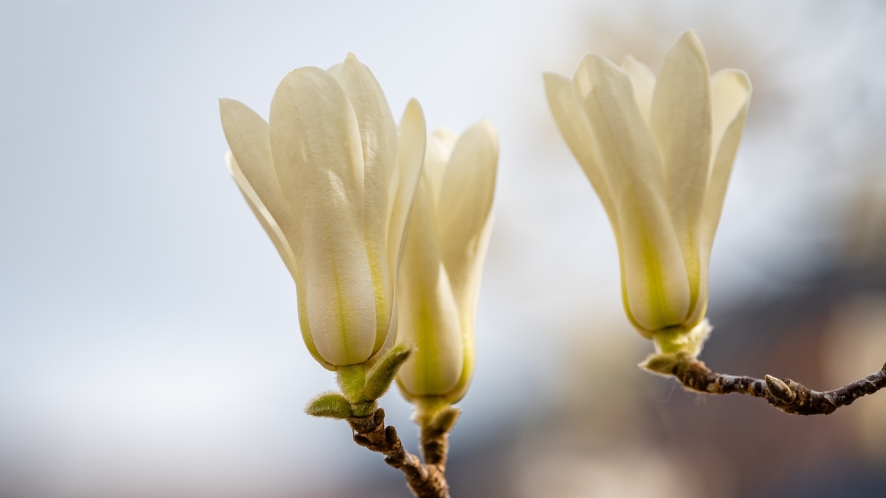 Белые цветы магнолии на ветках крупным планом