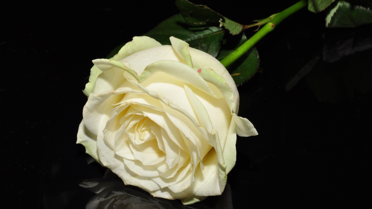 Белая роза отражается в черной поверхности 