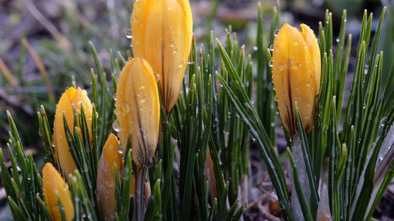 Желтые цветы крокуса распускаются на клумбе под дождем