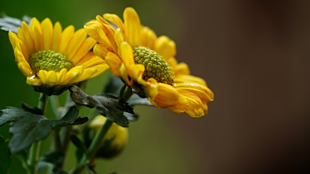 Желтые ромашковидные хризантемы с бутонами