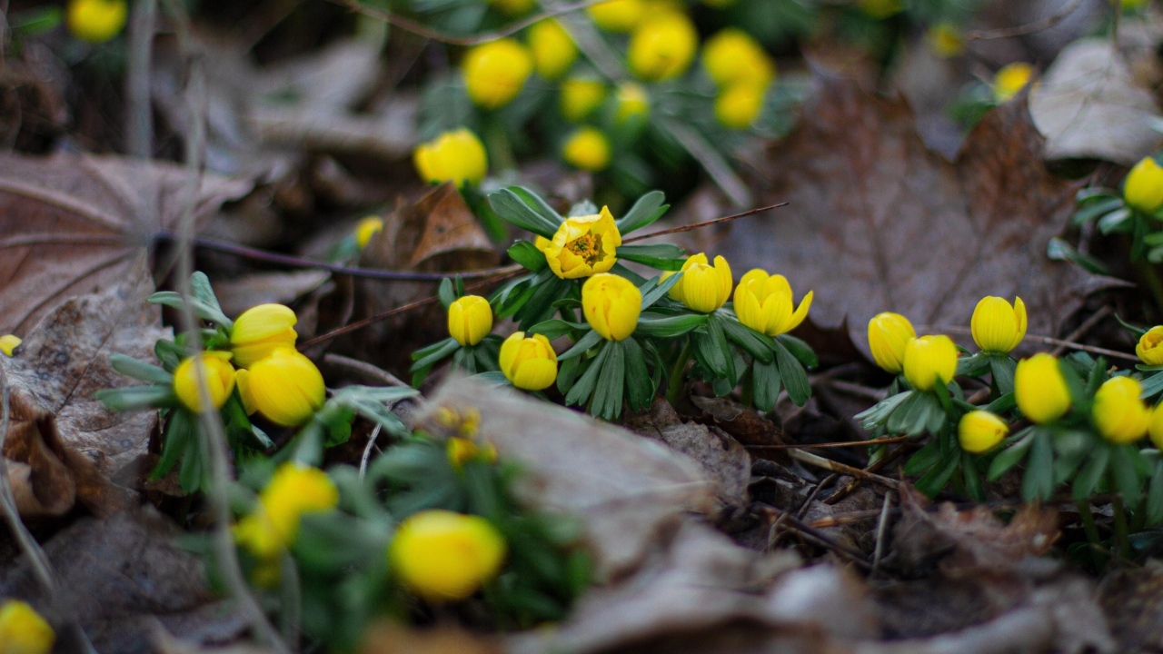 Желтые весенние лесные цветы в сухой траве