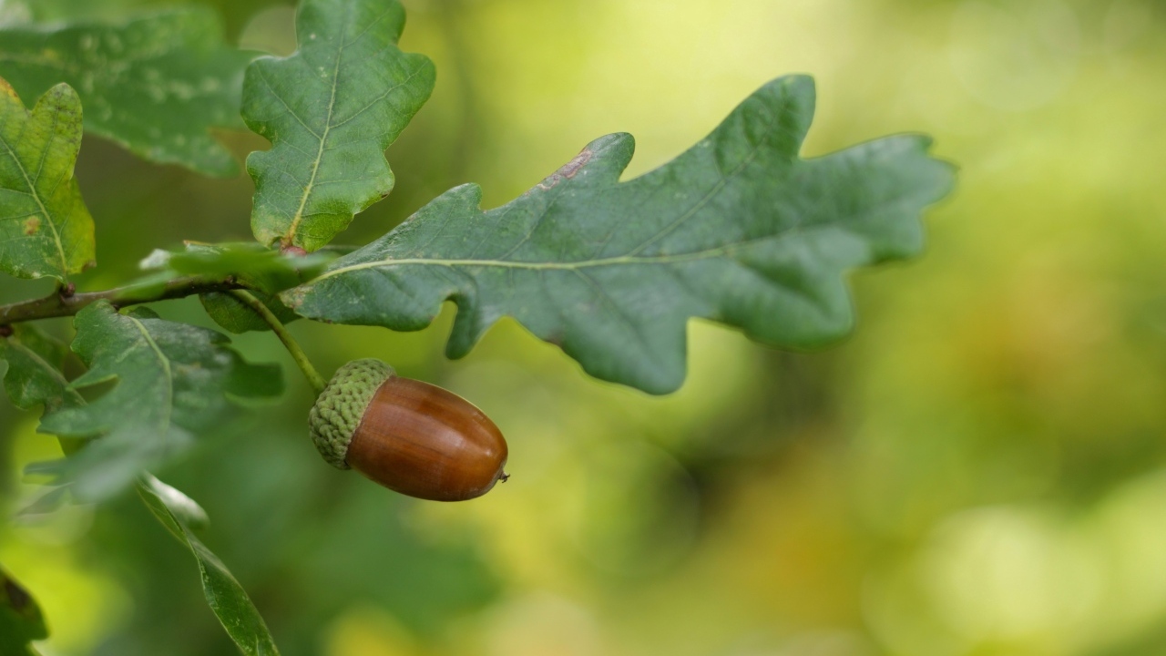 Желудь с зелеными листьями на ветке