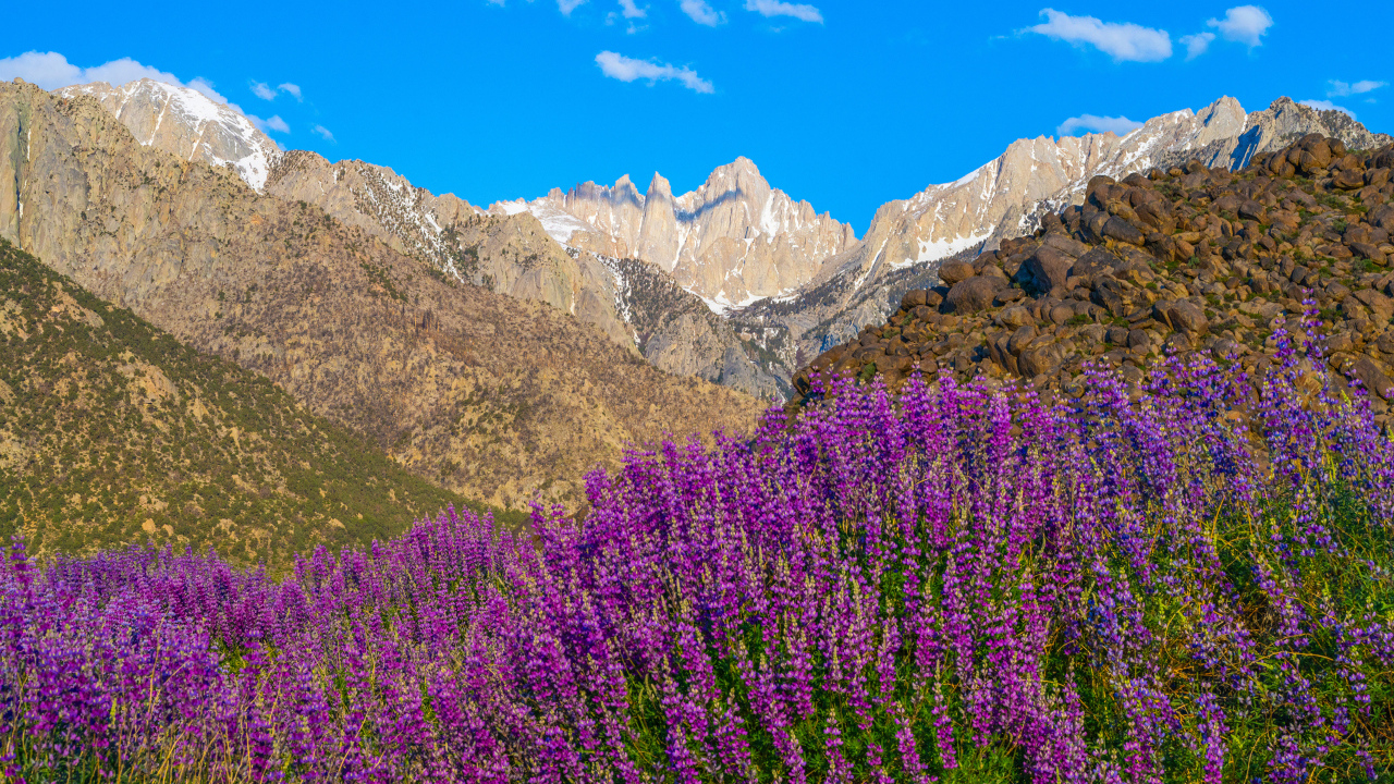 Люпины на фоне гор под голубым небом