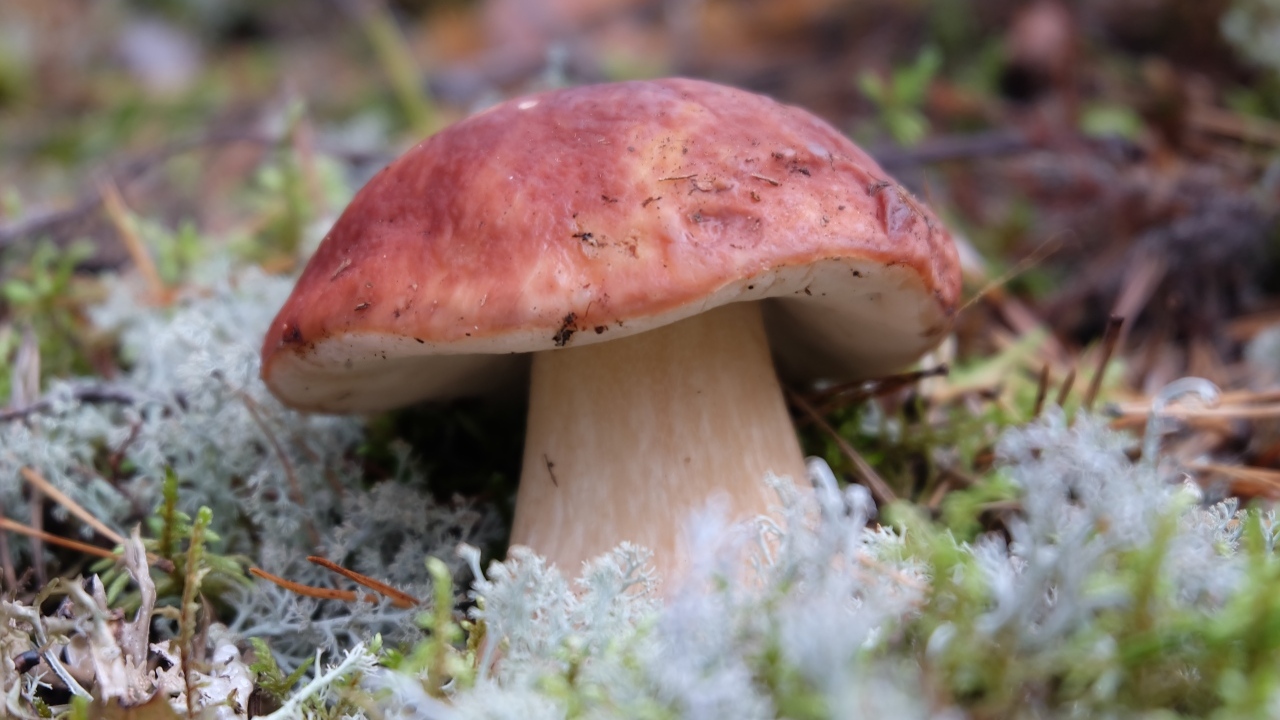 Большой гриб боровик во мху