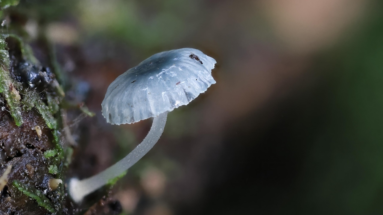 Маленькая голубая поганка на дереве 