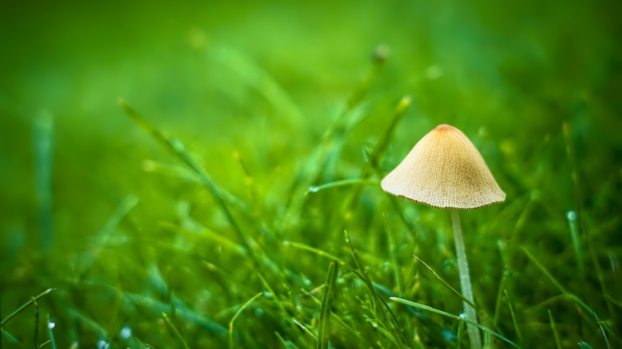 Гриб поганка в зеленой траве