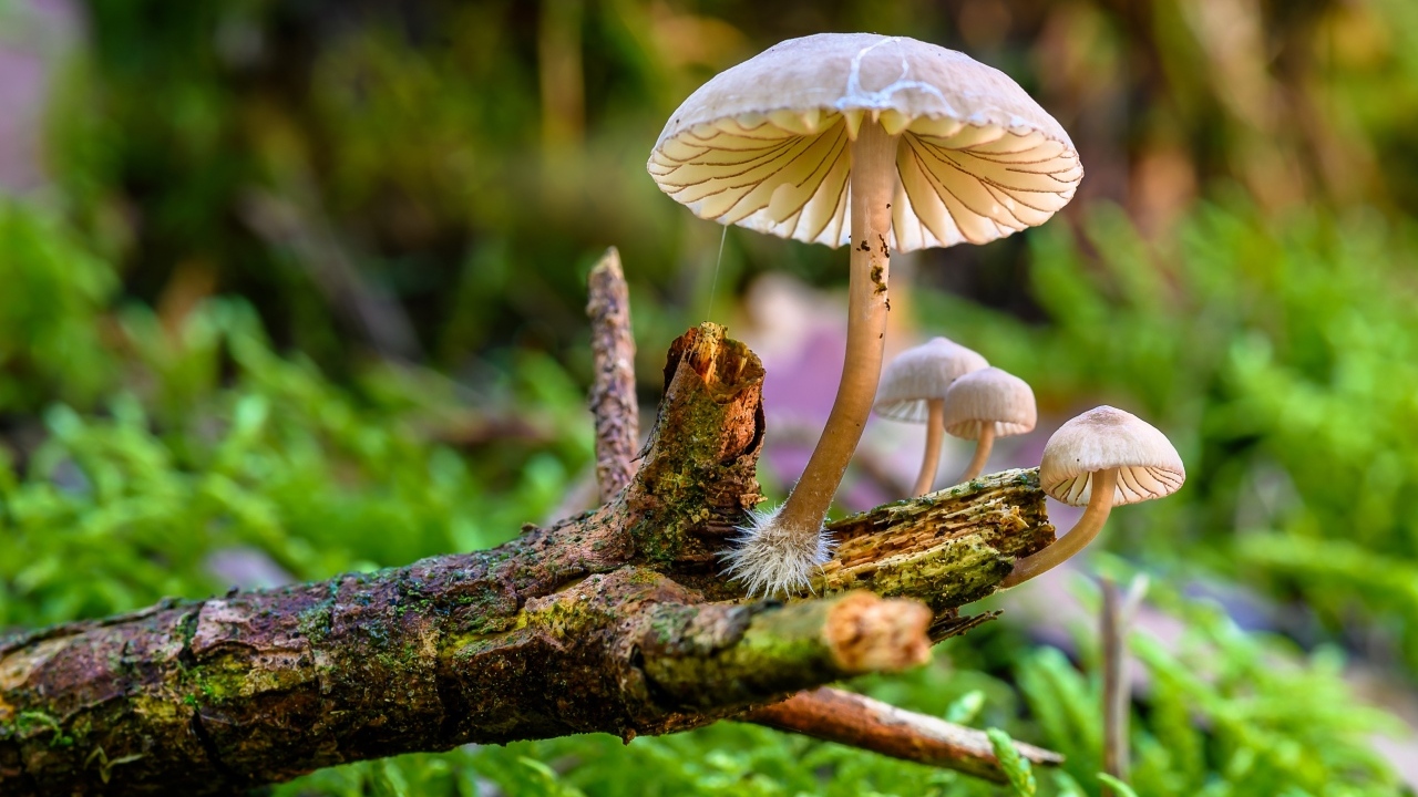 Грибы поганки на гнилой ветке