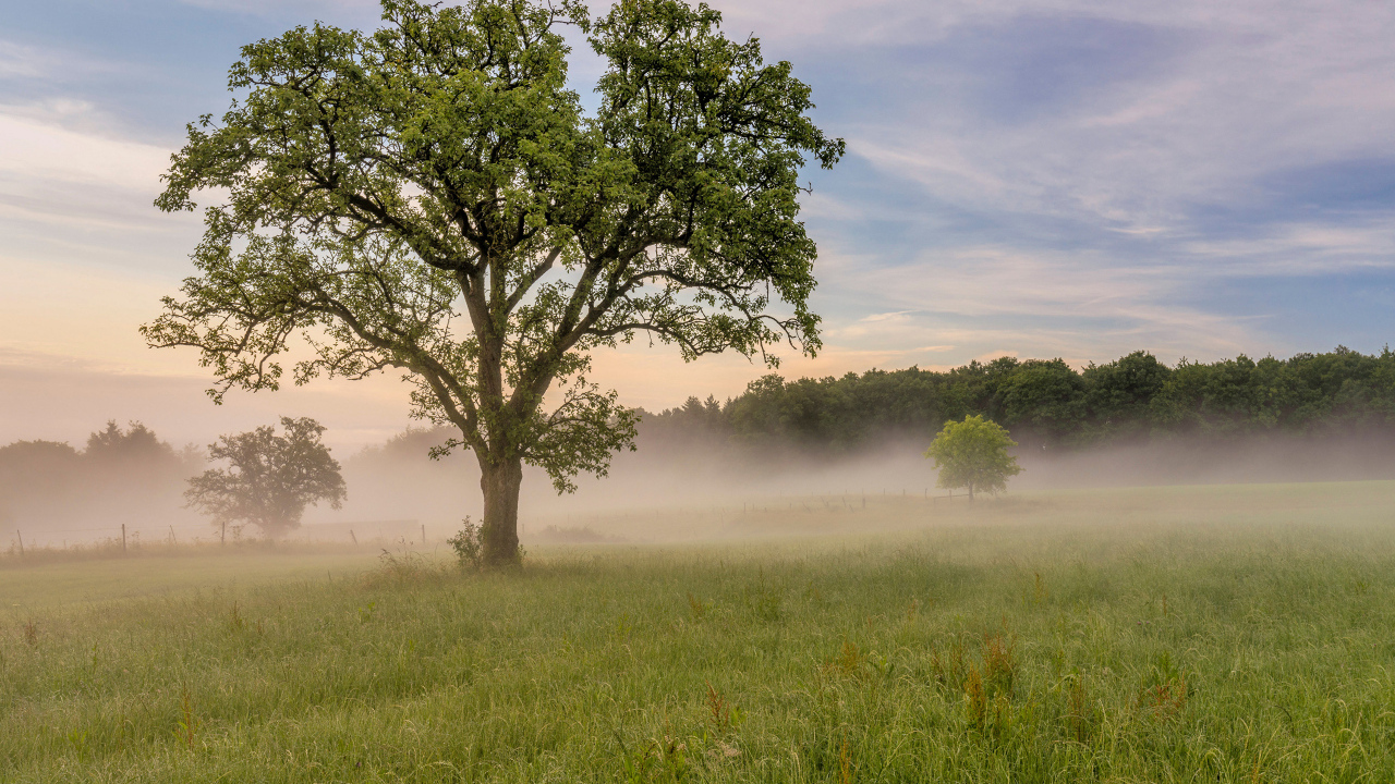 Большое дерево с зелеными листьями в тумане летом
