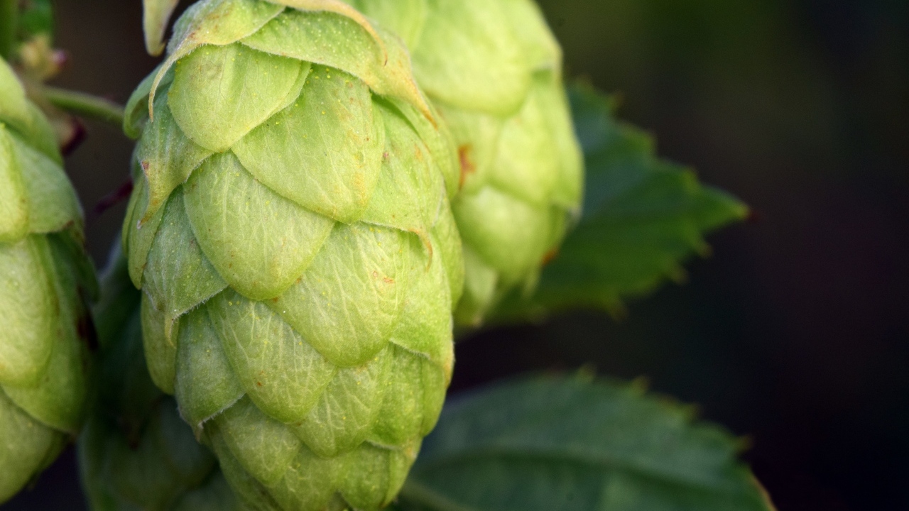 Зеленые ароматные шишки хмеля крупным планом