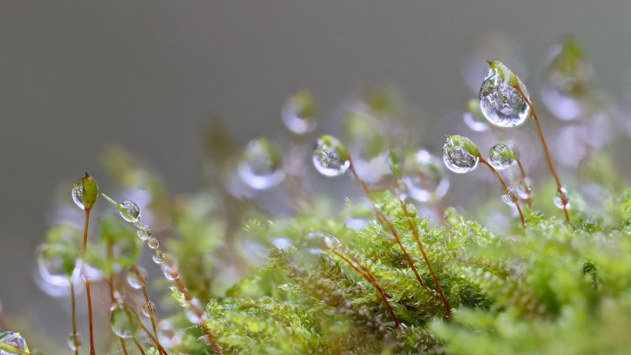 Мох в каплях росы крупным планом