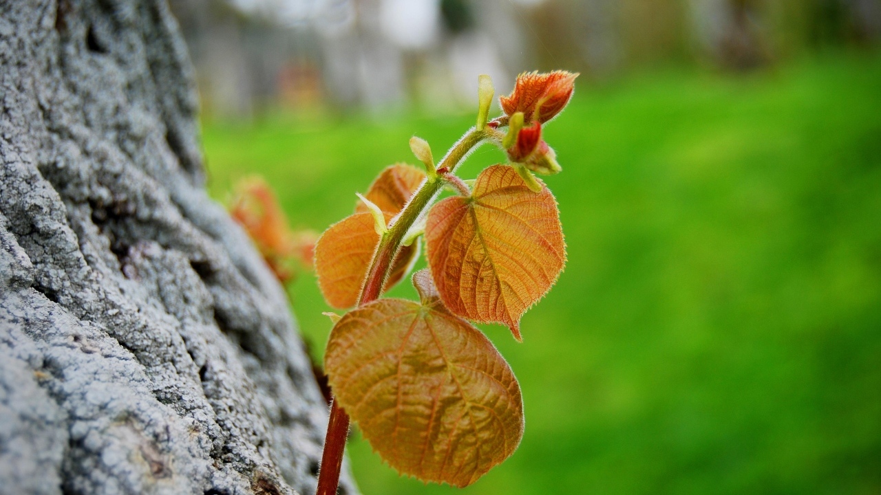 Молодая веточка с листьями на дереве