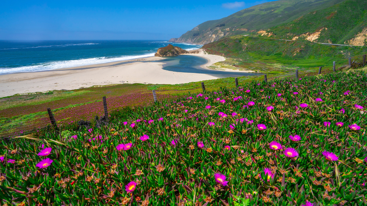 Розовые цветы на холме у океана 