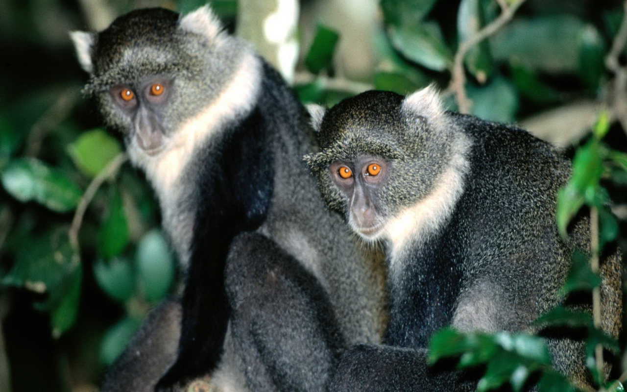 Обезьянки с яркими глазами