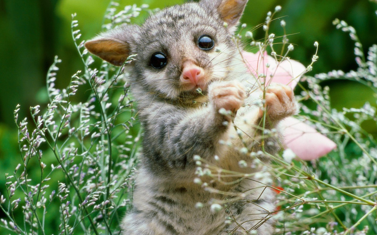 Игривый Лемур