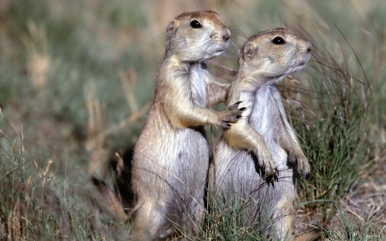 Два бурундука