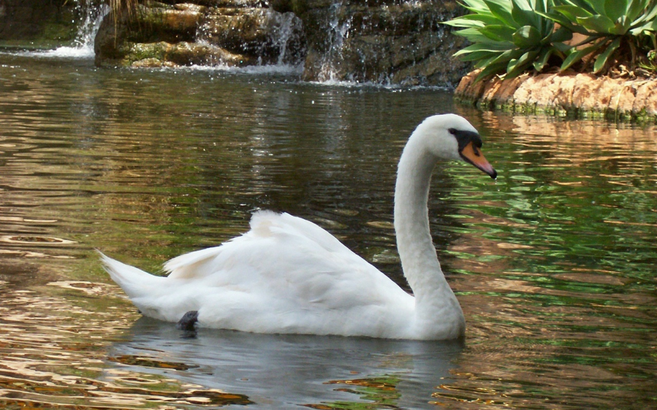 Лебедь в пруду