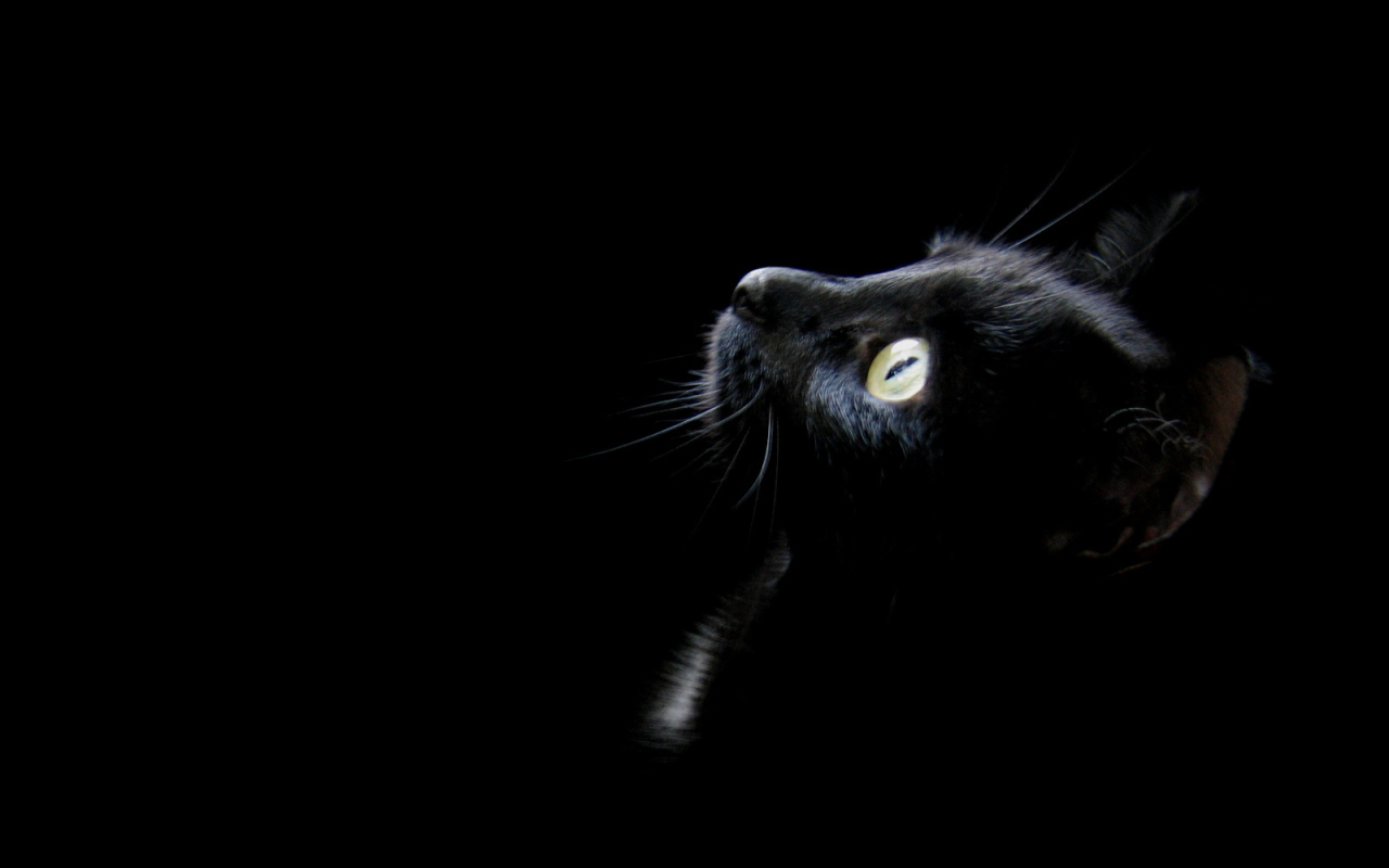 Голова черного кота