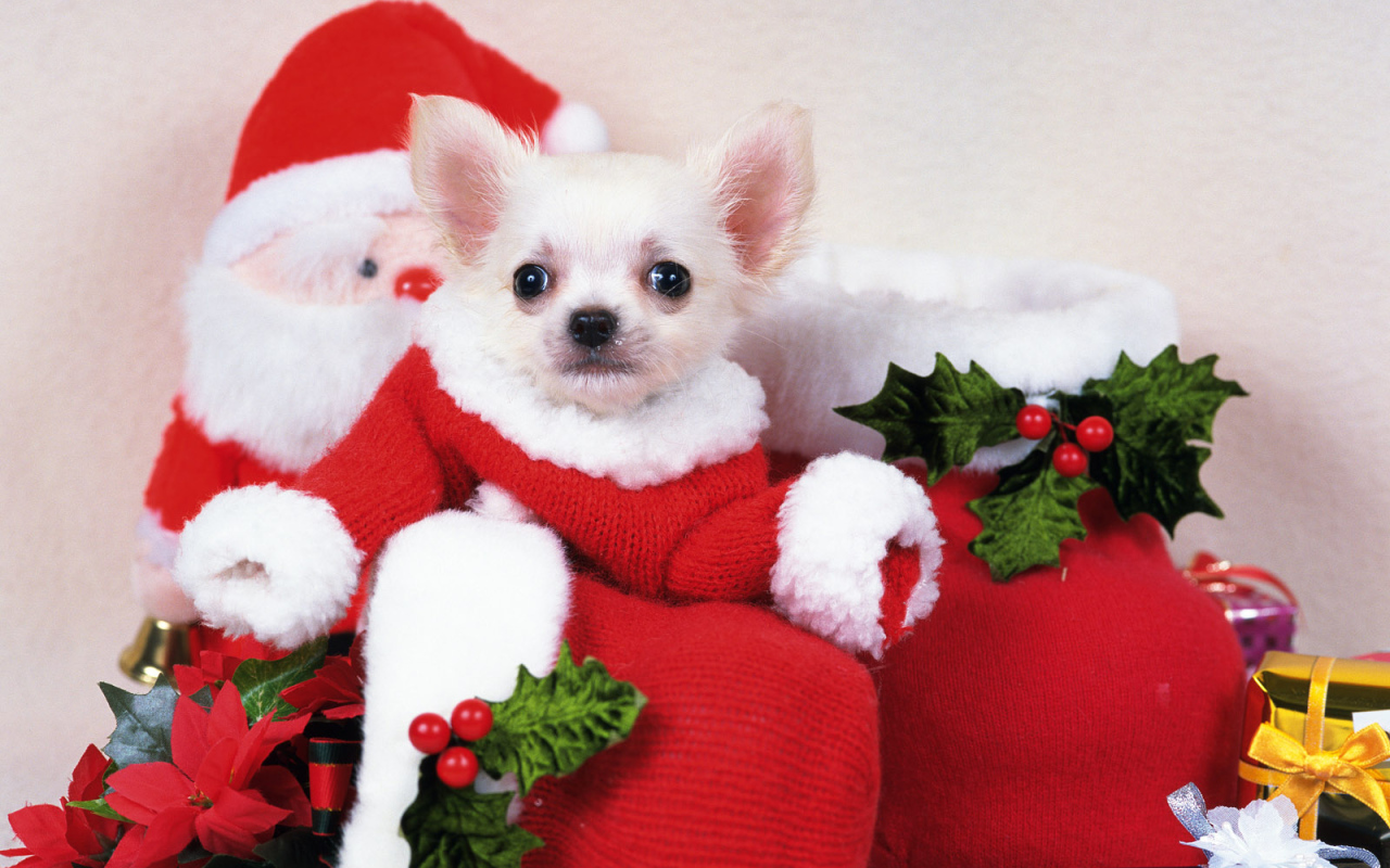 Щенок Санта Клаус
