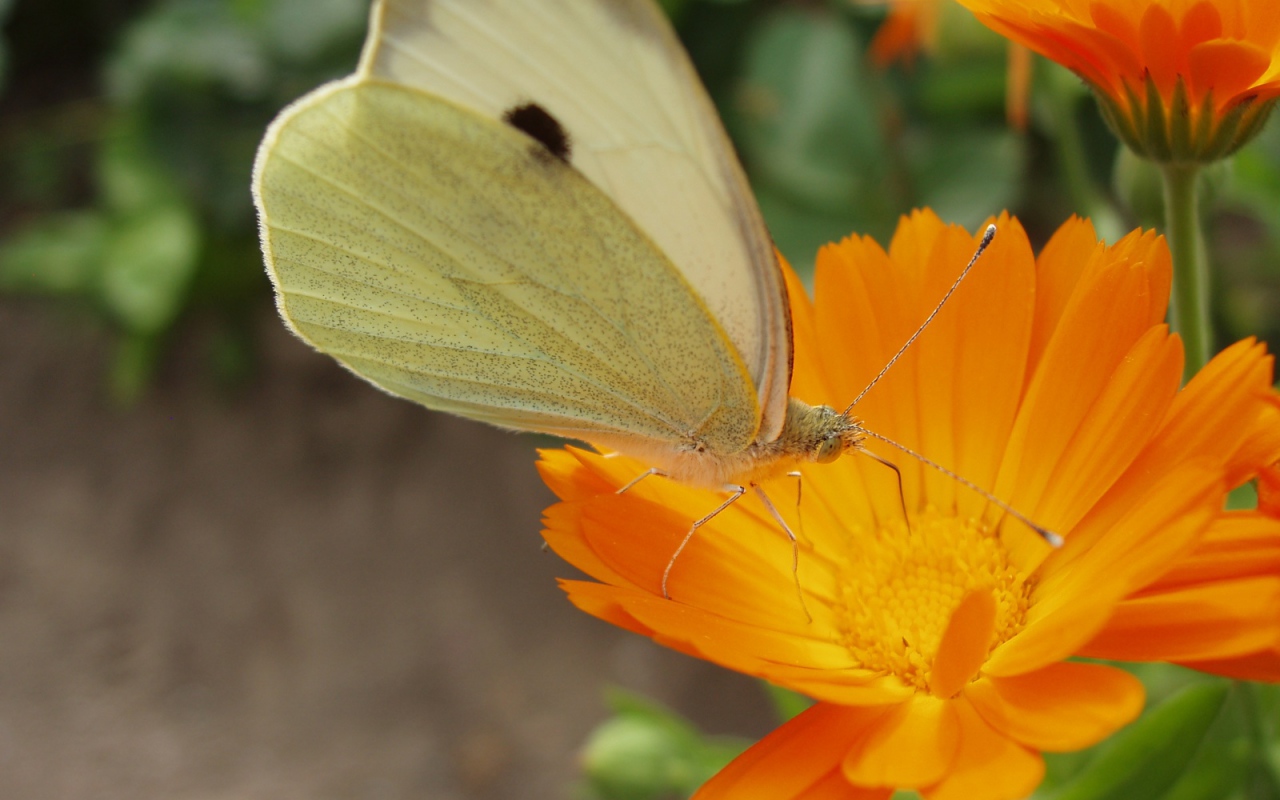 Мир бабочки