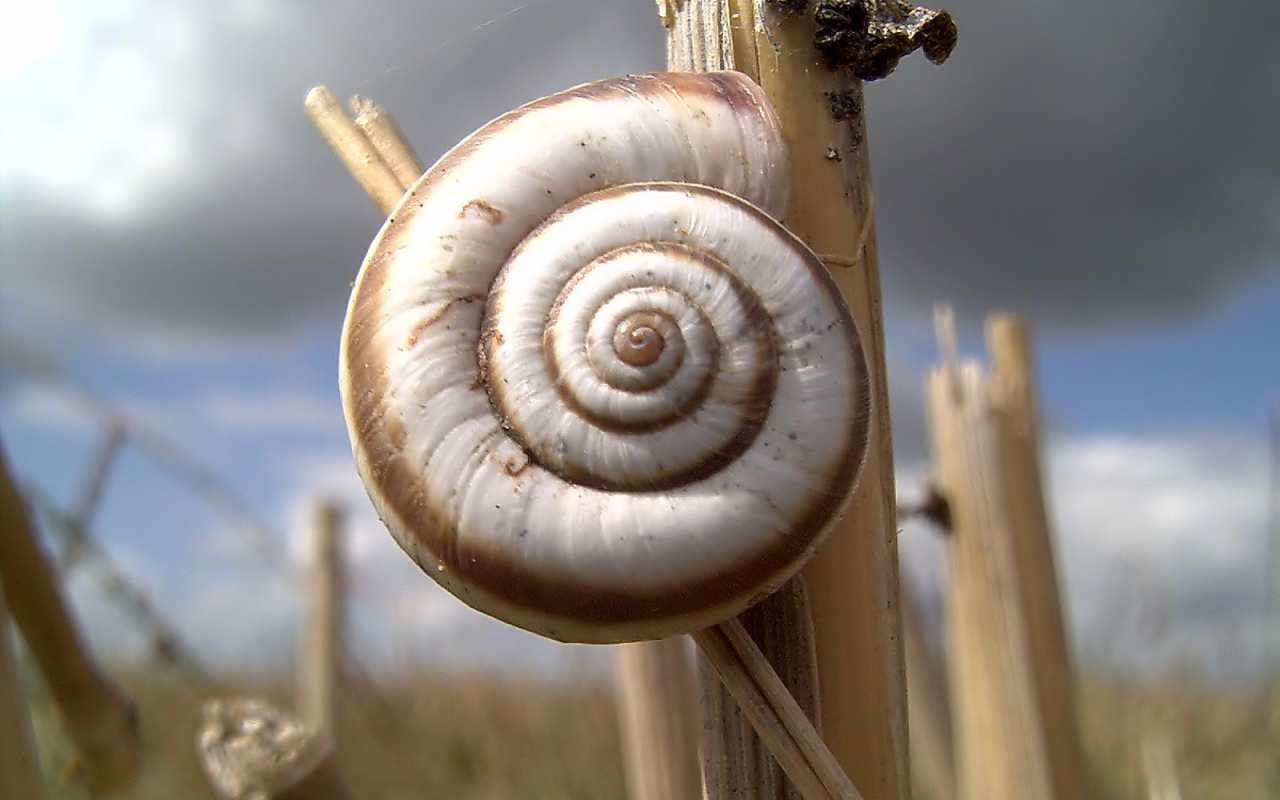 Улитка на колоске
