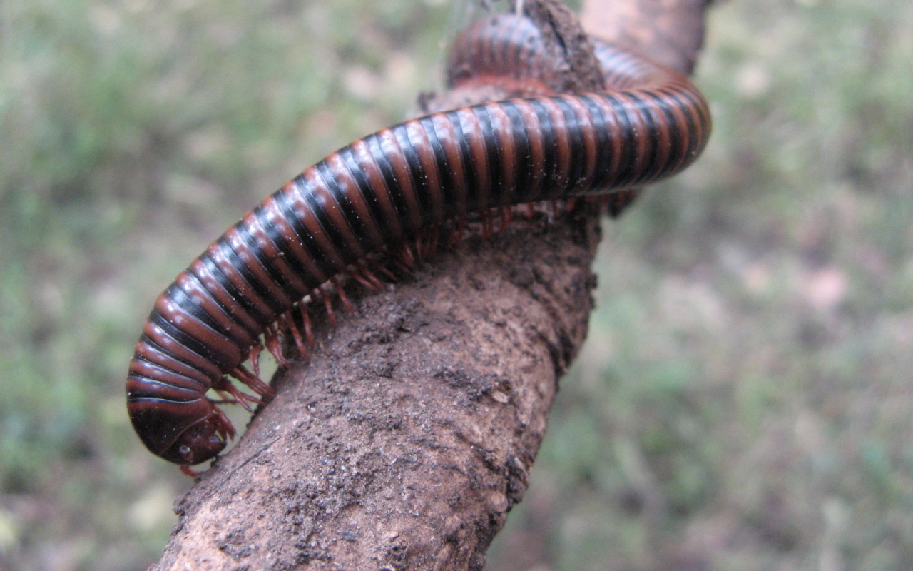 Неприятное насекомое