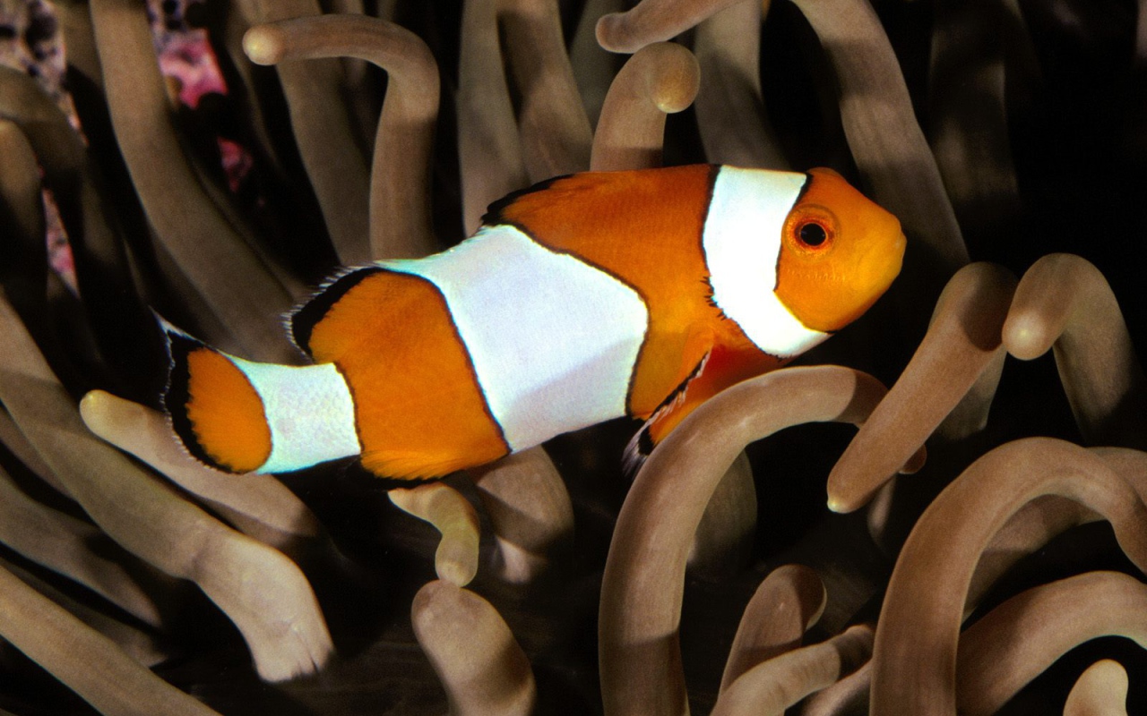 Перкула рыба клоун