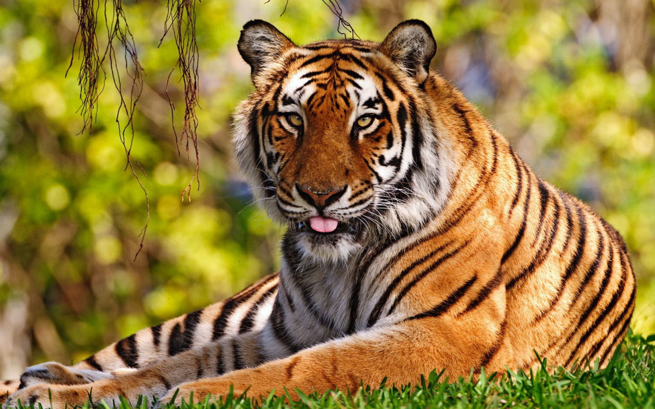 Уссурийский тигр