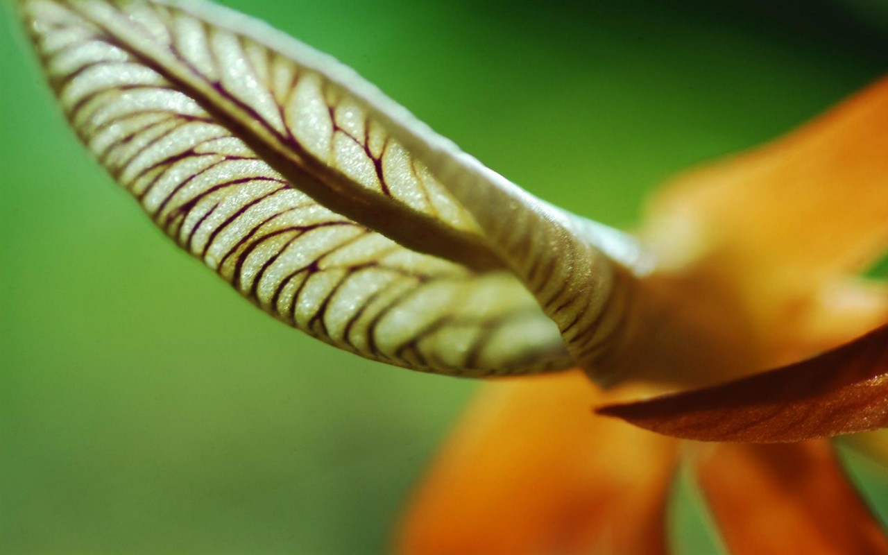 Лист уха, Цветы