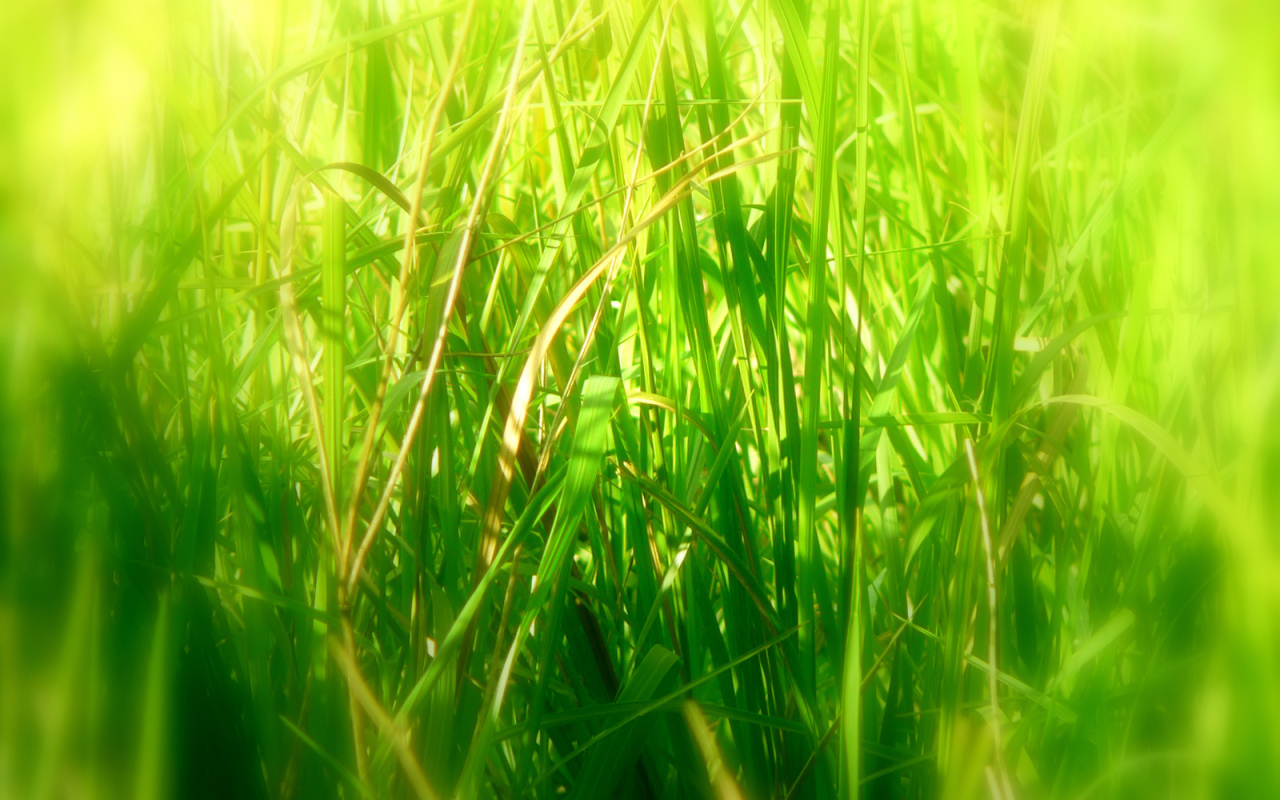 Высокая трава