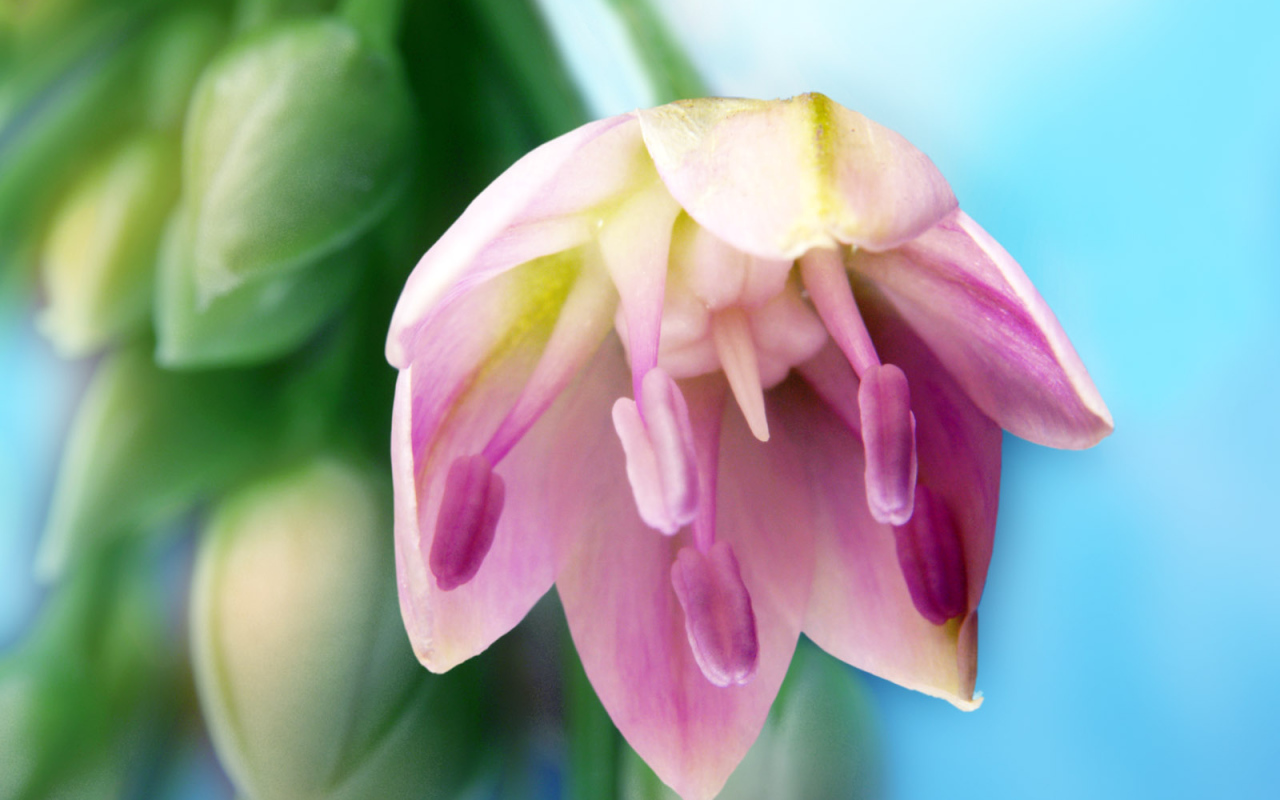 Искусство, Цветы