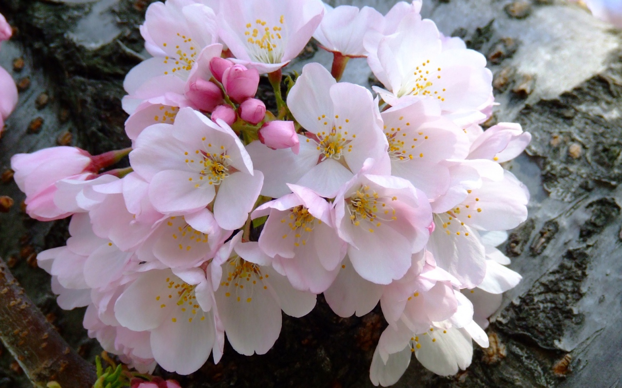 Цветущий букет