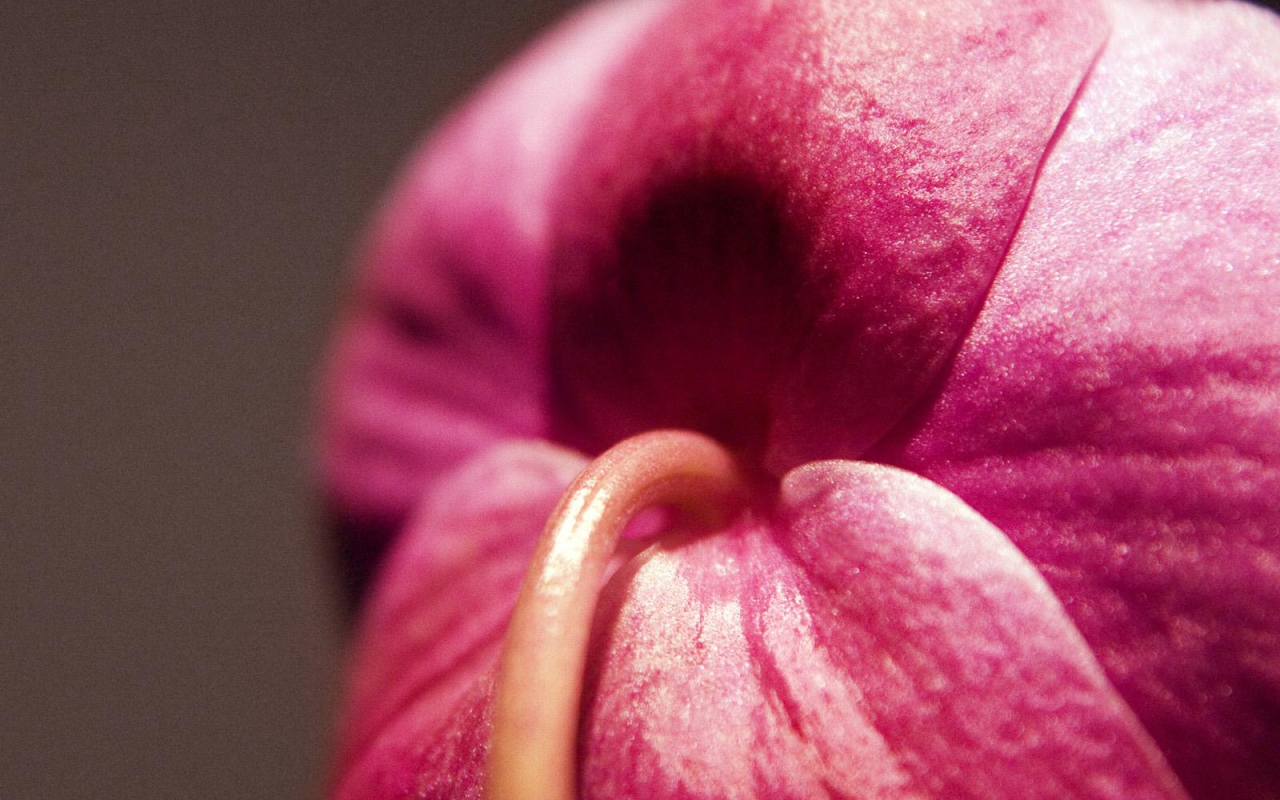 Орхидея Christines, Цветы