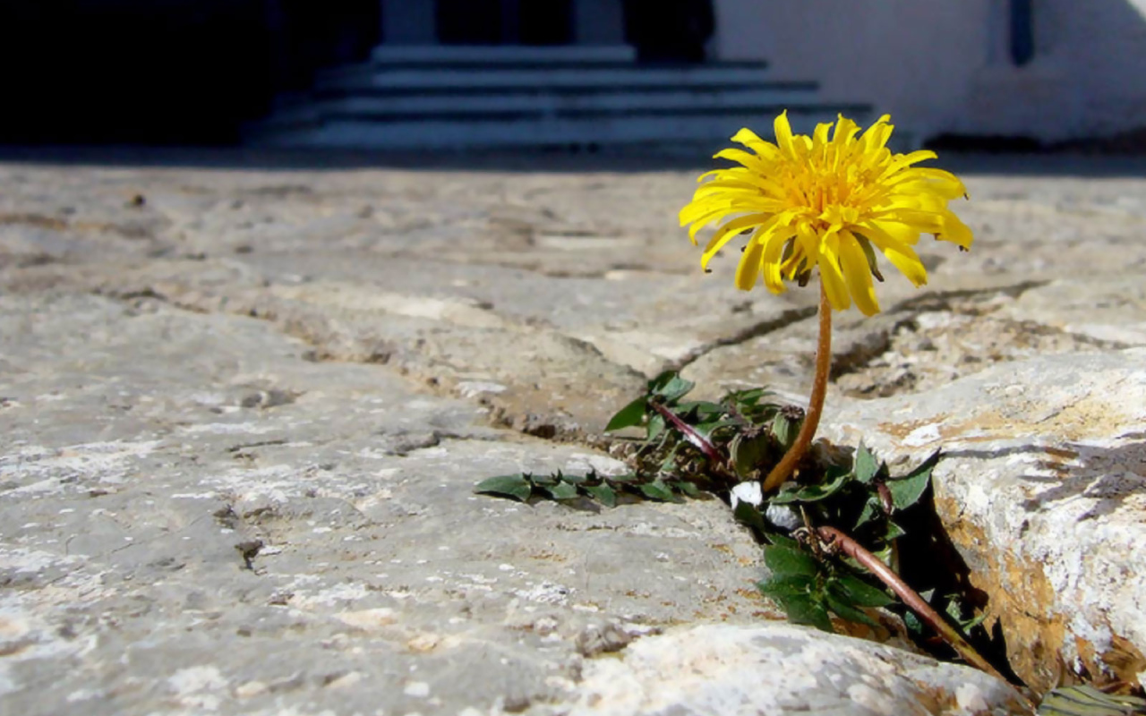 Трудное цветение, Цветы