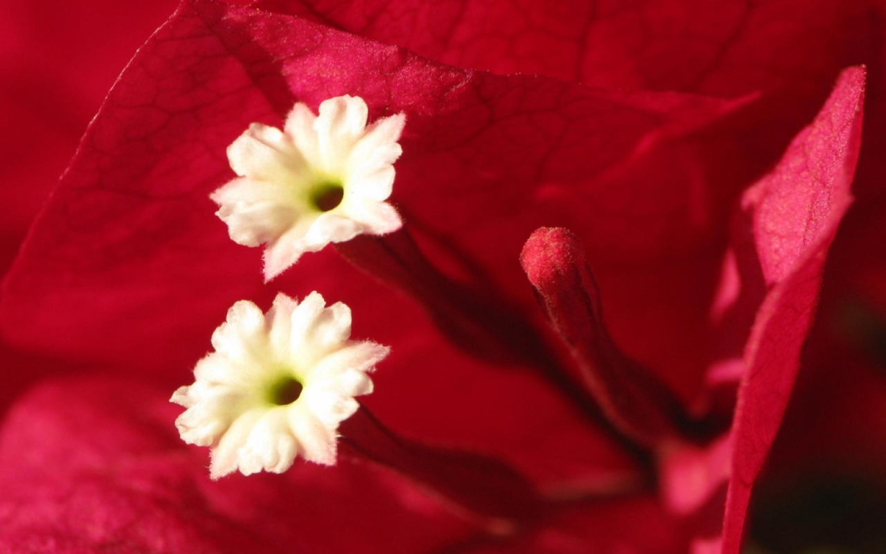 Эмоции Цветов, Цветы