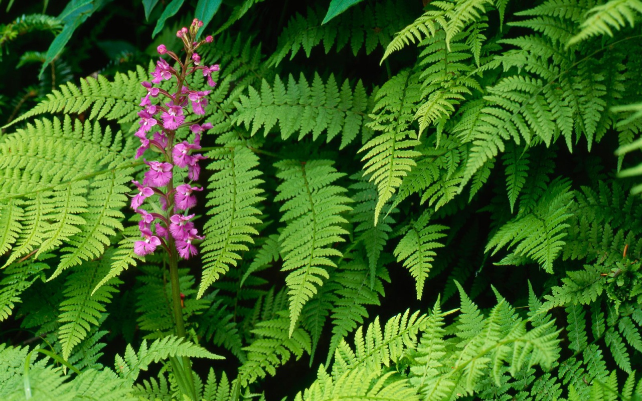 Орхидея Fringed, Цветы