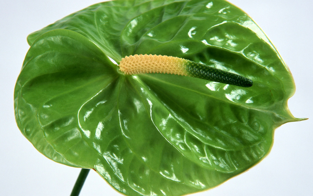 Зеленый Anturium, Цветы