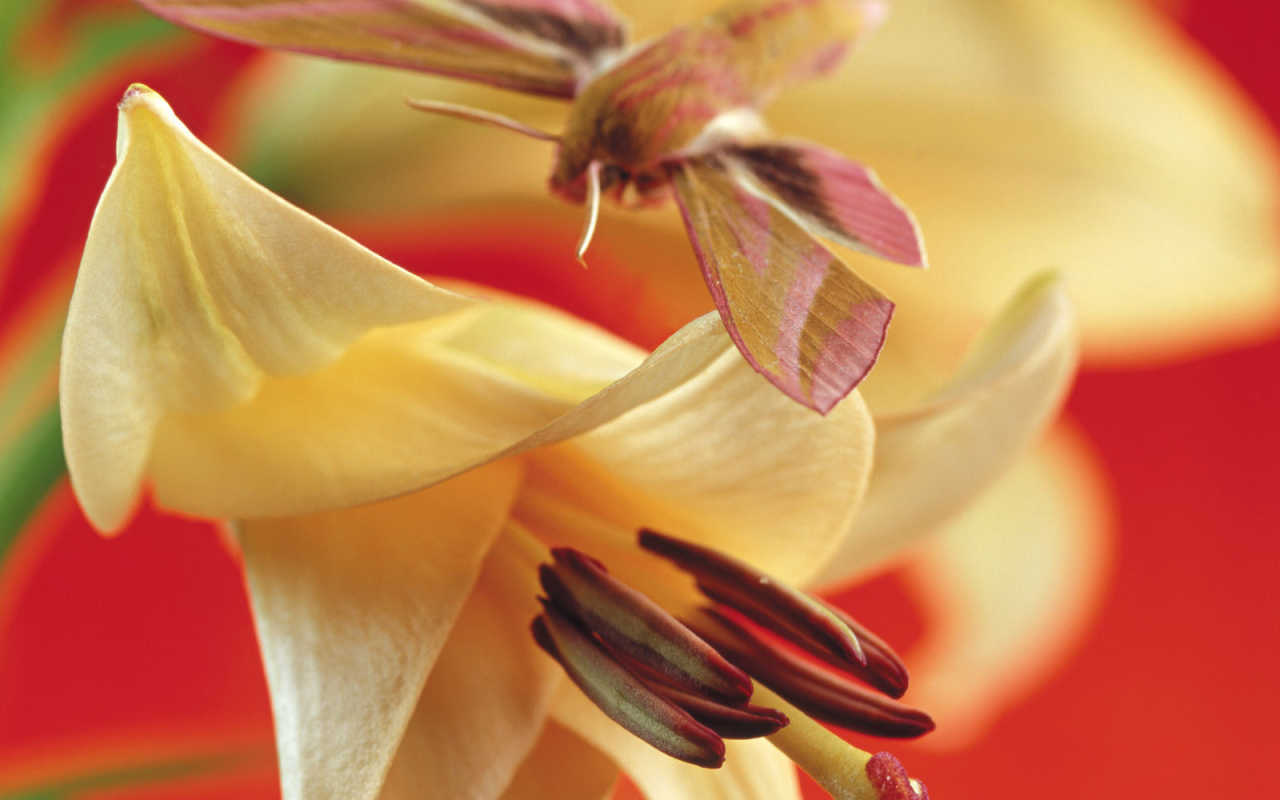 Лилия, Цветы