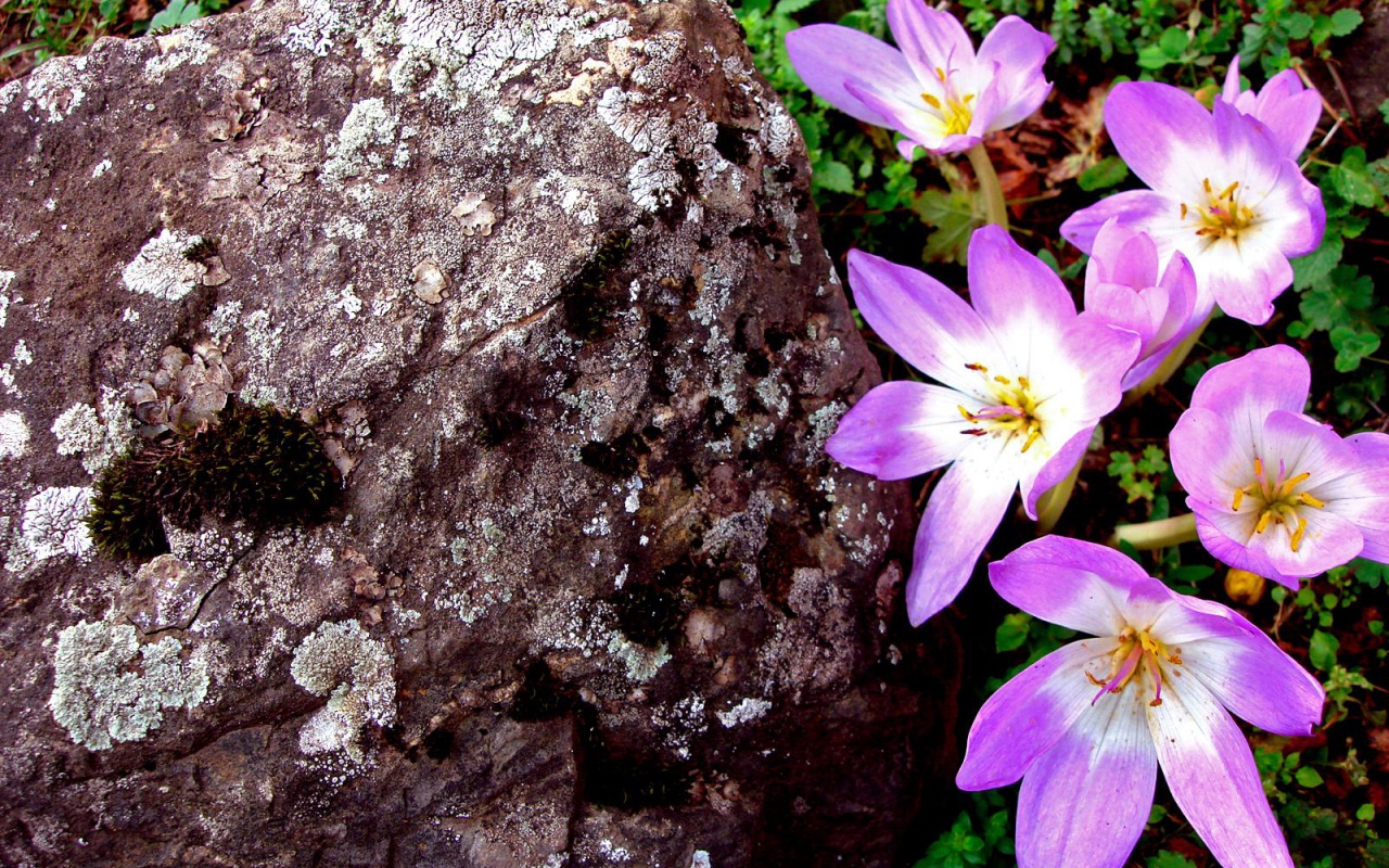 Сиреневый, Цветы