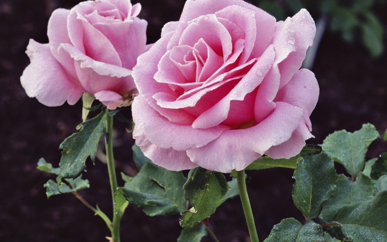 Удовольствие и Страдание, Цветы