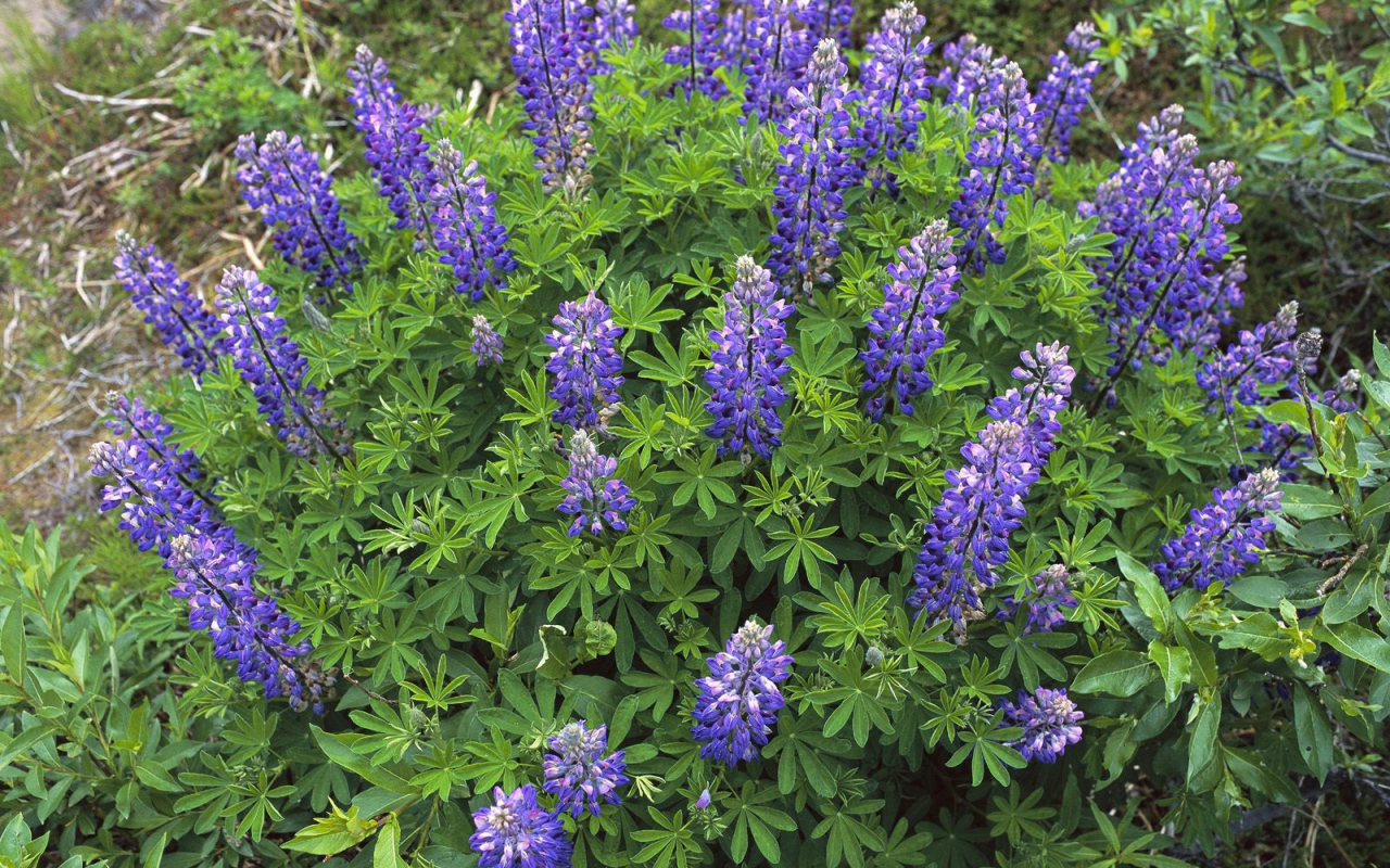 Королевский расцвет, Цветы