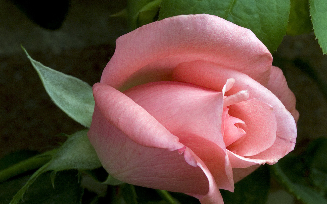 Застенчивое чувство, Цветы