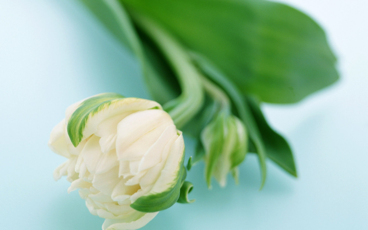 Сонный цветок, Цветы