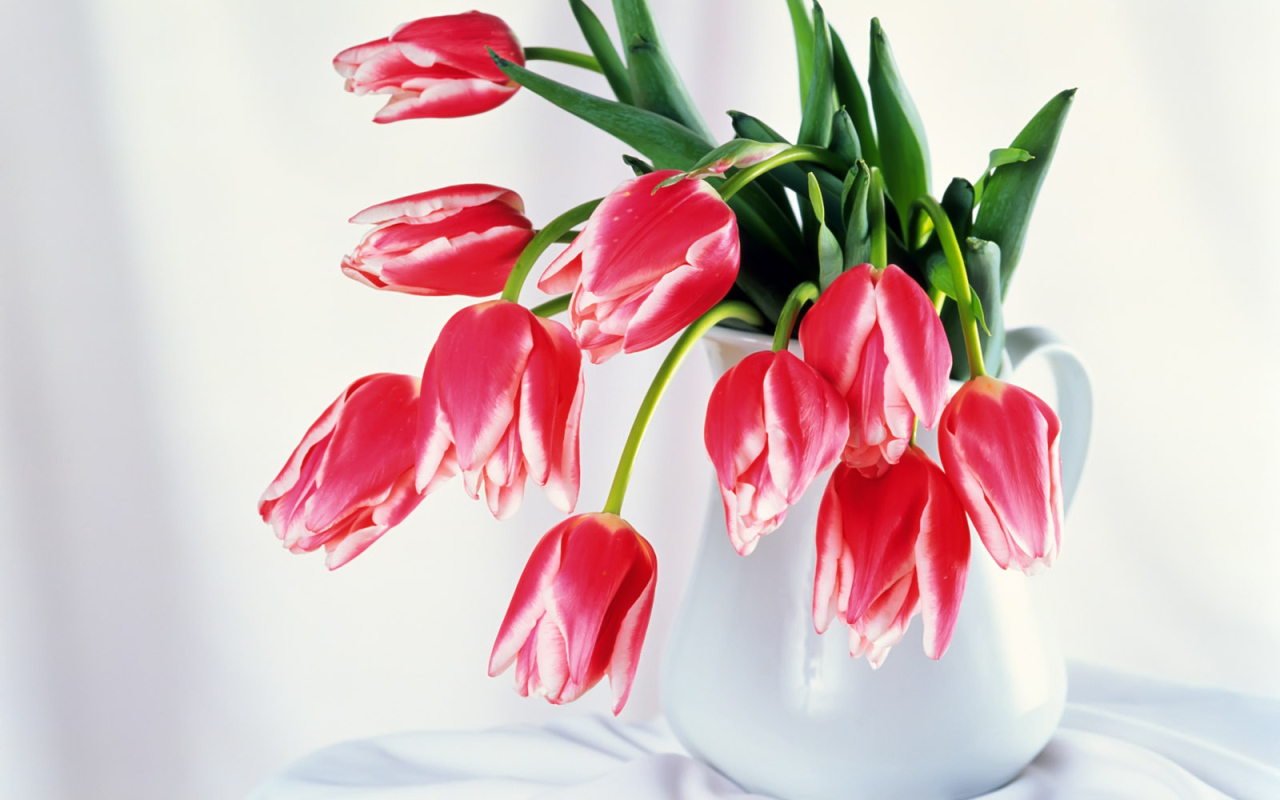 Бутоны тюльпанов, Цветы