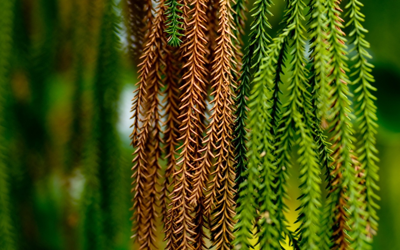 Альпинисты