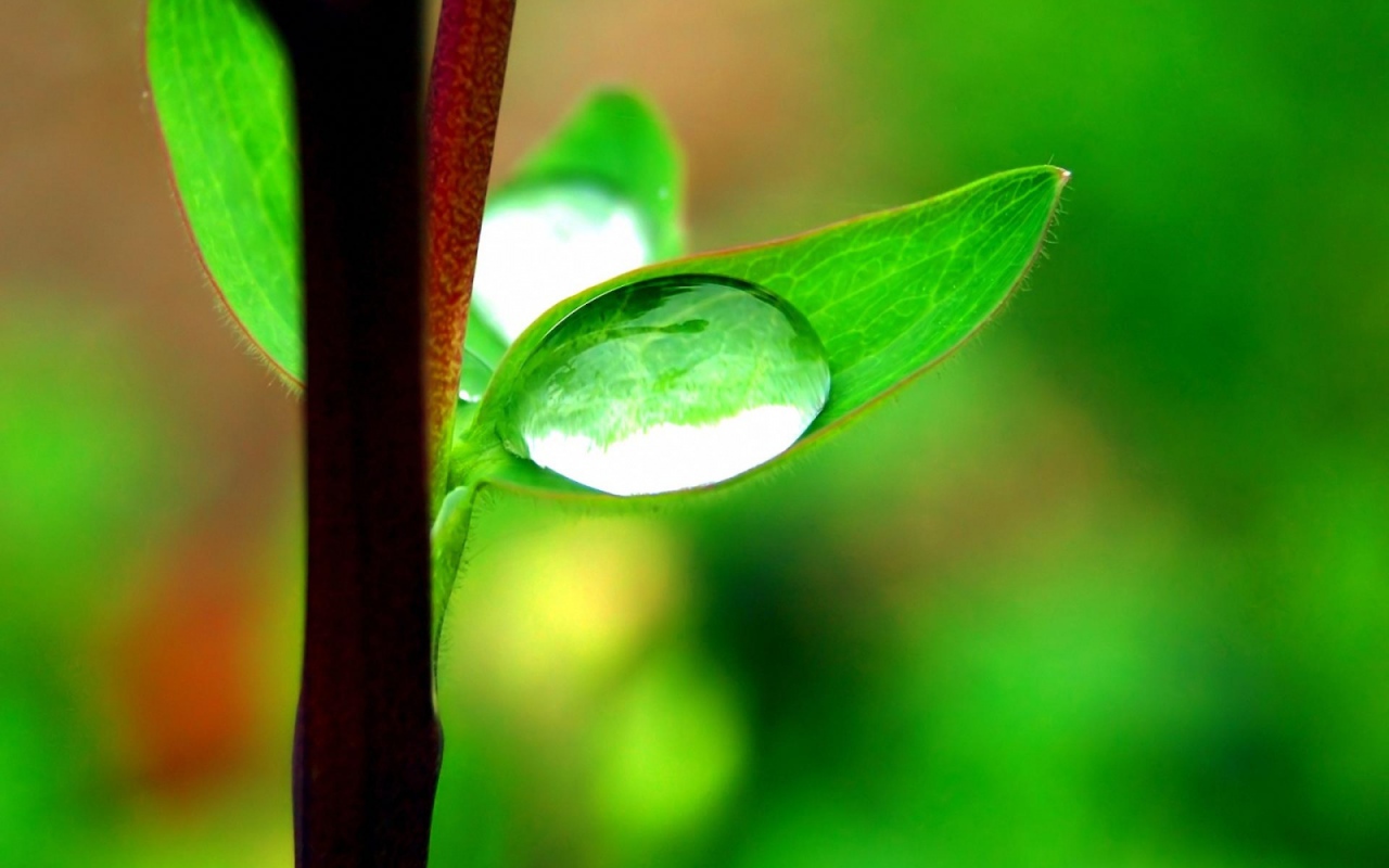 Капля на маленьком листке